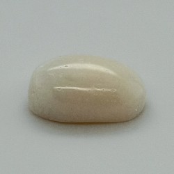 White Coral (Safed Moonga)  6.16 Ct Certified